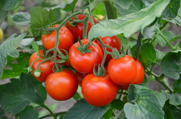 Fresh Tomatoes Suppliers Exporter from India