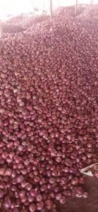 Onion Exporter from India